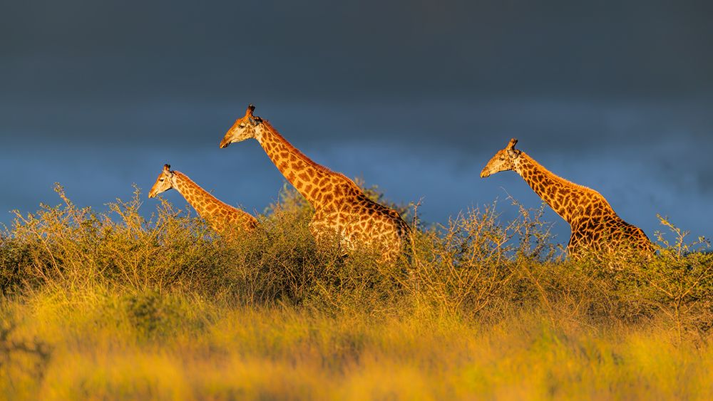 Giraffes at The Sunset art print by Jun Zuo for $57.95 CAD