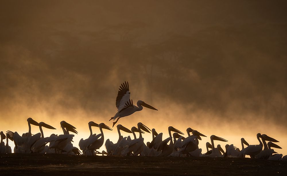 Pelicans art print by Roberto Marchegiani for $57.95 CAD