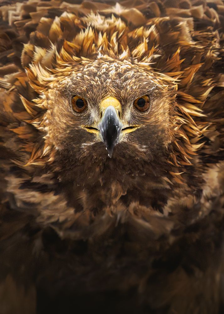 Golden Eagle art print by Hamad for $57.95 CAD