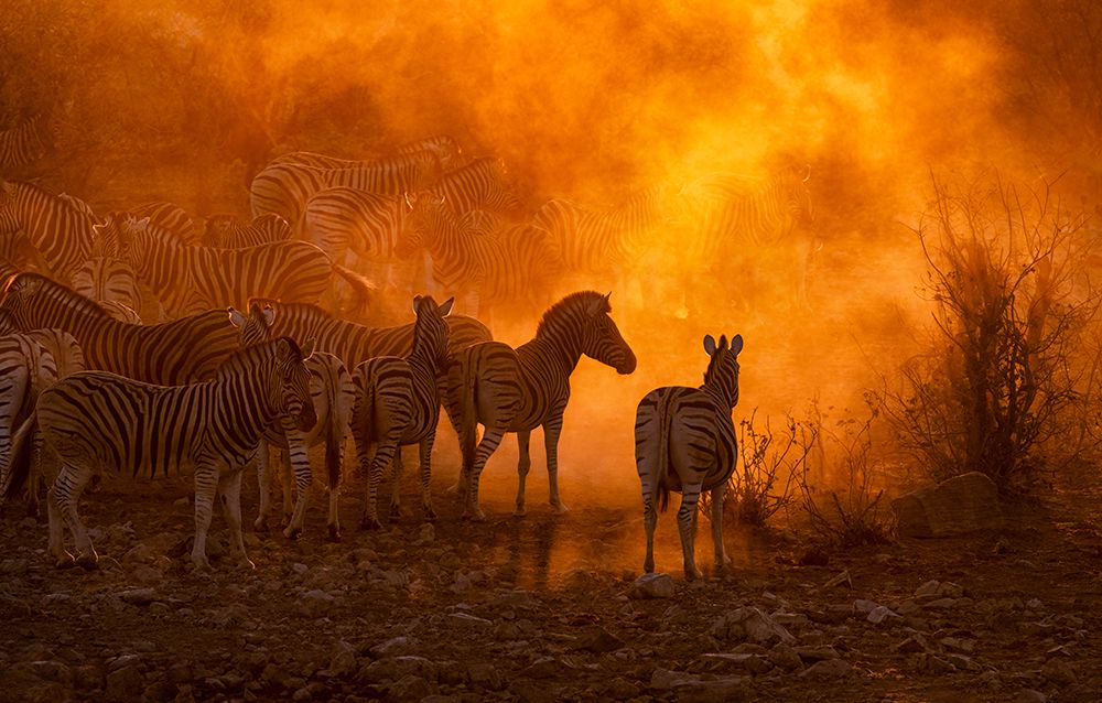 Zebras herd at sunset (Namibia) art print by Joanna W. for $57.95 CAD