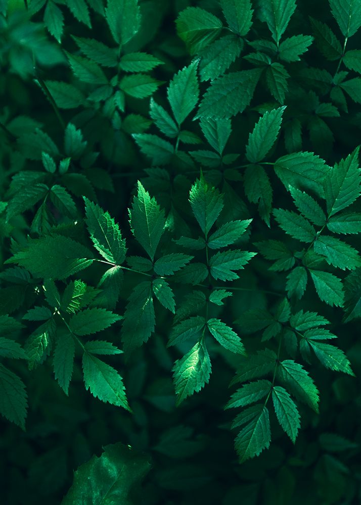 Lush Greenery art print by Lynann Colligan for $57.95 CAD
