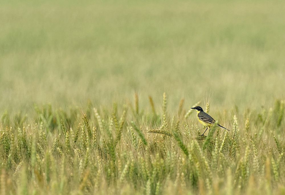 Wagtail on the field art print by Ivan Miksik for $57.95 CAD