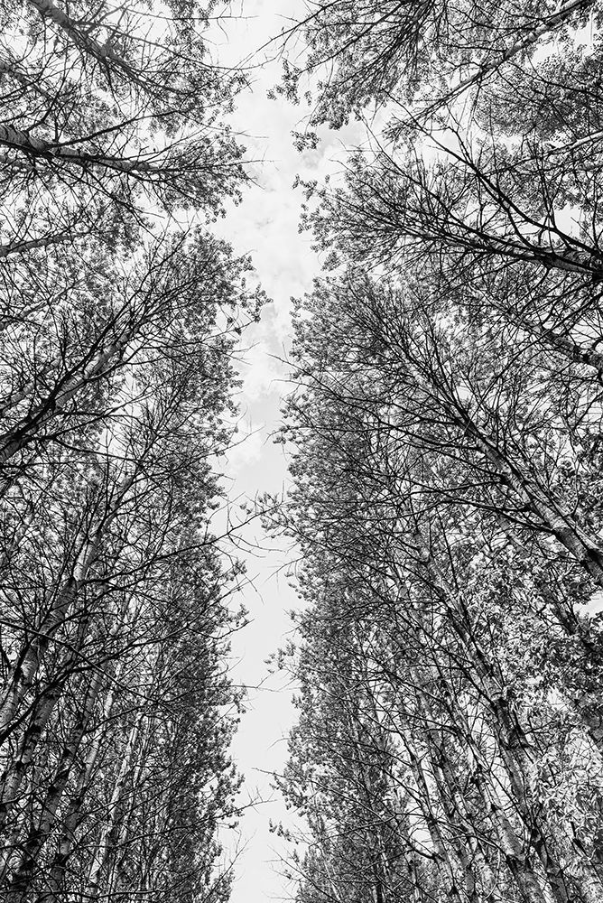 Trees in the sky art print by Photolovers for $57.95 CAD