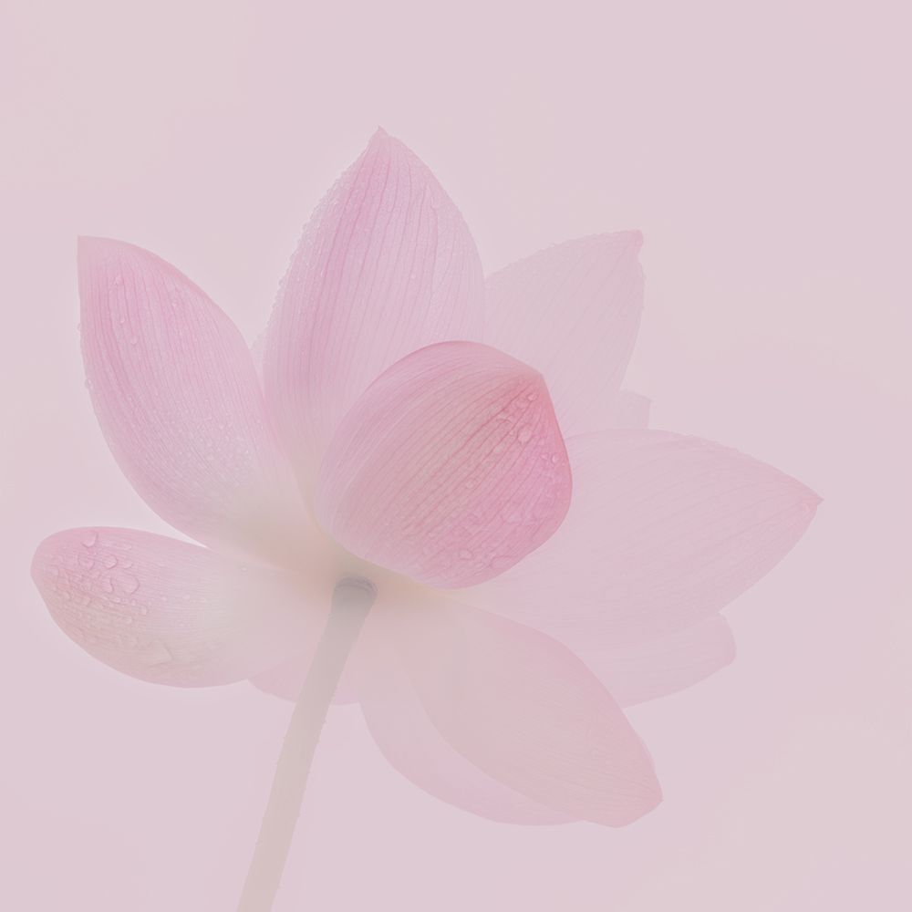 Season of Lotus Flower art print by Satoshi Hatsumori for $57.95 CAD