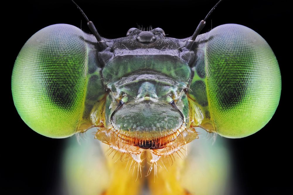 Ceriagrion cerinorubellum art print by Donald Jusa for $57.95 CAD