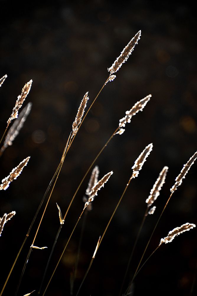 Grass in backlit art print by Christina Sillen for $57.95 CAD