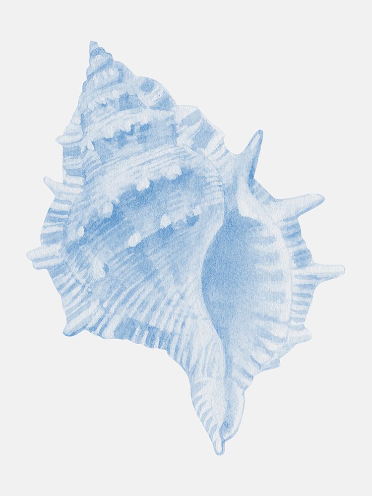 One Blue Conch art print by Jolly and Dash for $57.95 CAD