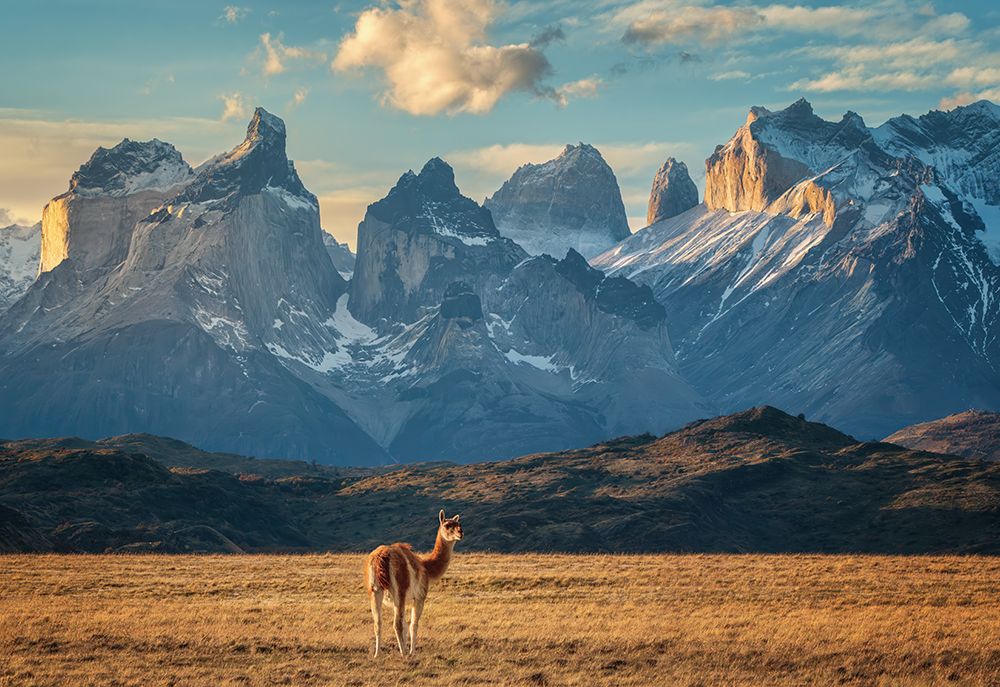 Guanaco art print by Antoni Figueras for $57.95 CAD