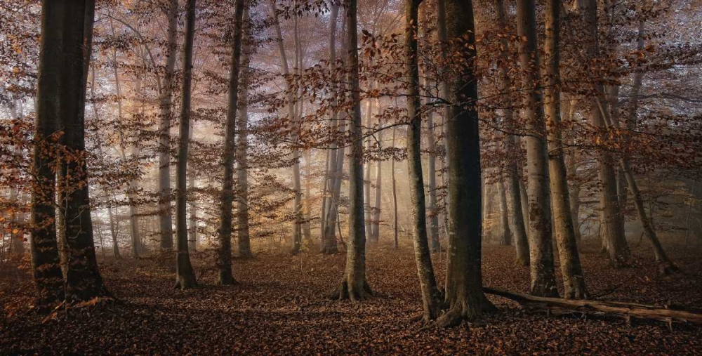 Autumn art print by Norbert Maier for $57.95 CAD