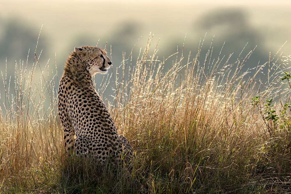 Cheetah in the grass art print by Hung Tsui for $57.95 CAD