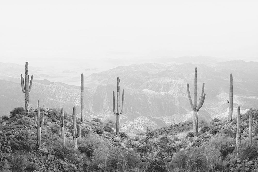 Western Cactus art print by Kathrin Pienaar for $57.95 CAD