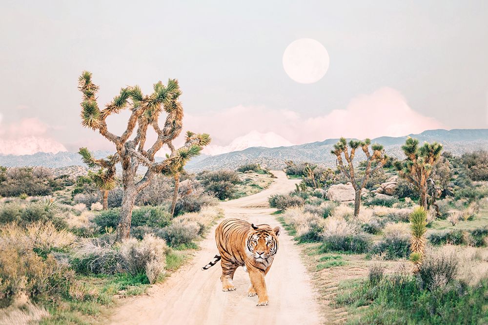 Wandering Tiger art print by Kathrin Pienaar for $57.95 CAD
