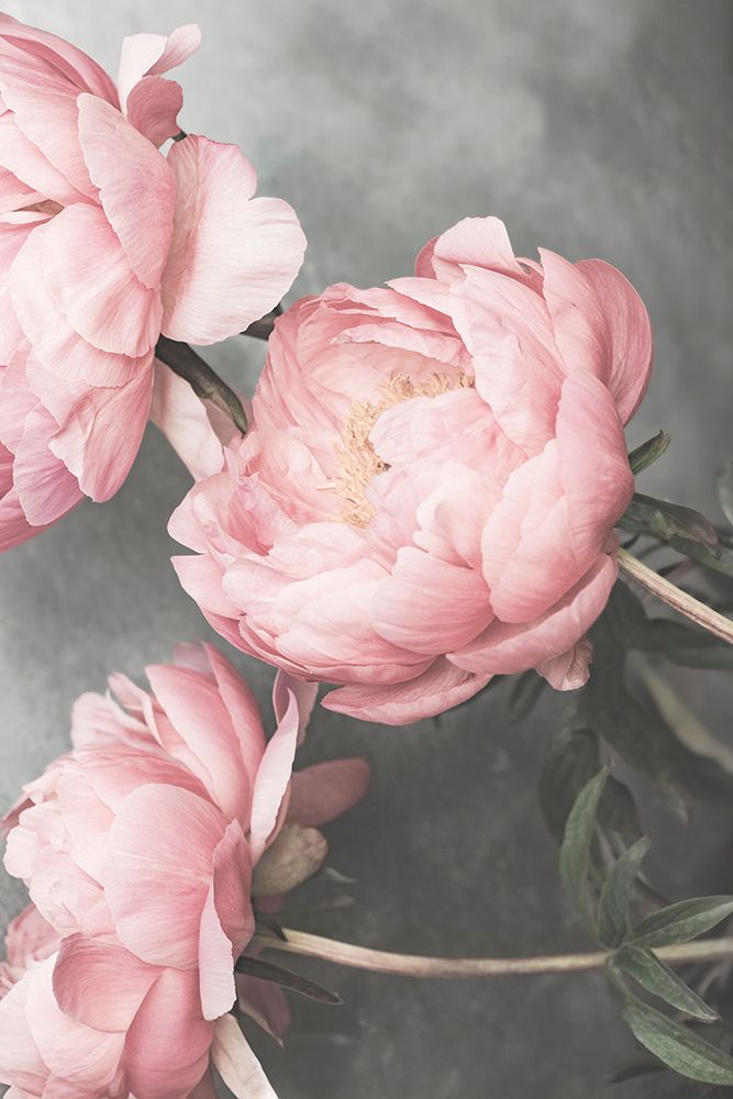 1643 art print by Kathrin Pienaar for $57.95 CAD