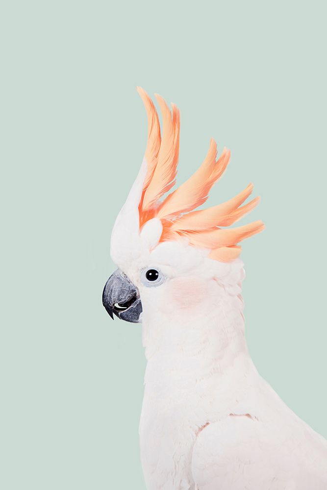 Cockatoo on Mint art print by Kathrin Pienaar for $57.95 CAD