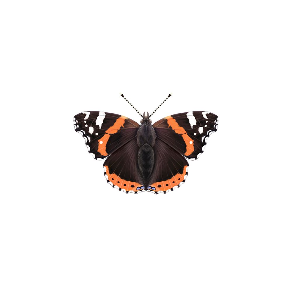 Red Admiral art print by Petra Holikova for $57.95 CAD