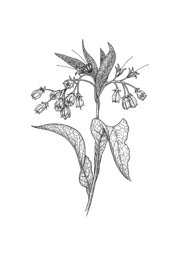 Comfrey art print by Petra Holikova for $57.95 CAD