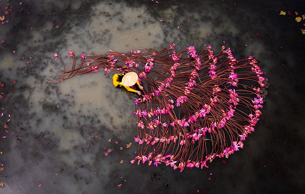 Gun flower - Water lilies art print by Tran Van Truong for $57.95 CAD