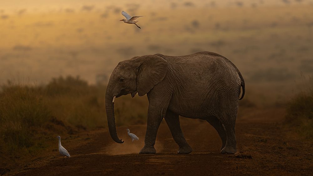 The late elephant art print by Nature.Zi for $57.95 CAD