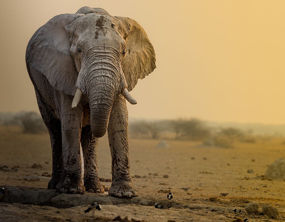 Nxai Pan Sunset art print by Stuart du Toit for $57.95 CAD