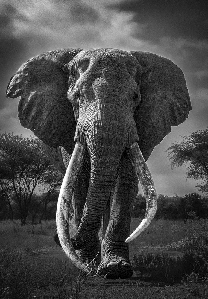 Craig The Legendary Elephant art print by Hamza Qarooni for $57.95 CAD