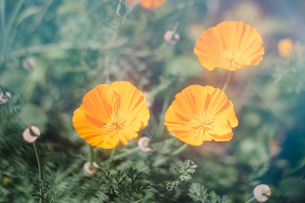 Sunlit Flowers art print by Lynann Colligan for $57.95 CAD