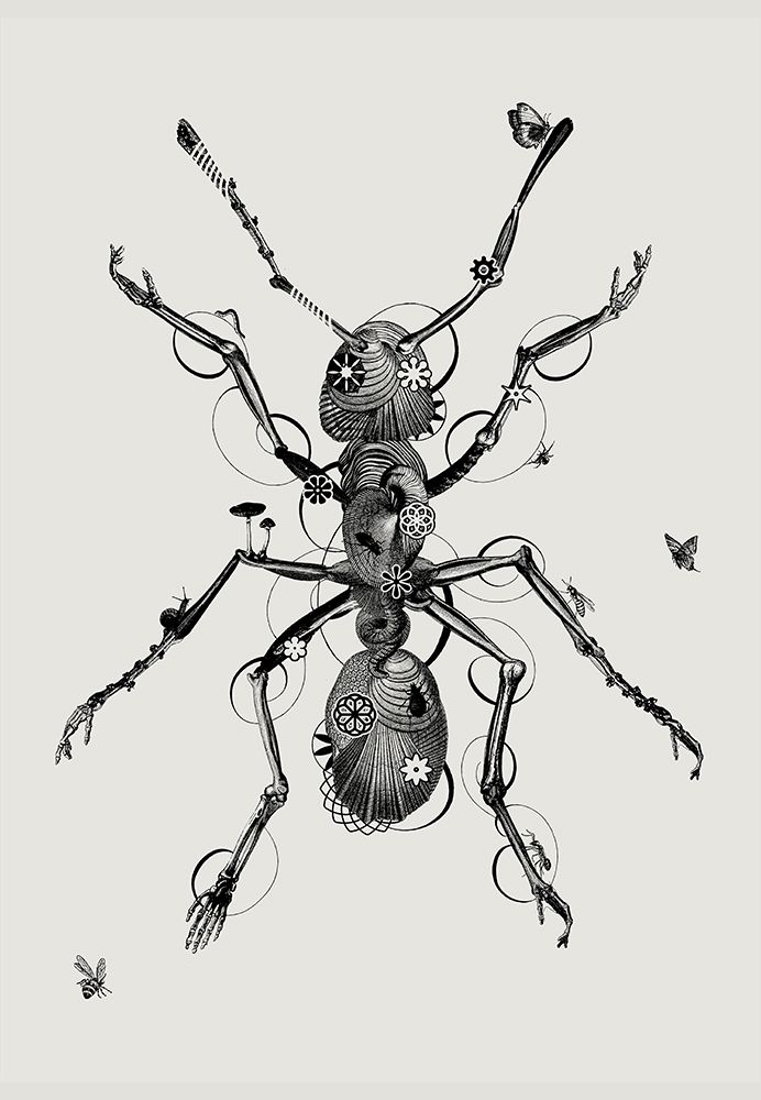 Ant art print by Jaco Putker for $57.95 CAD