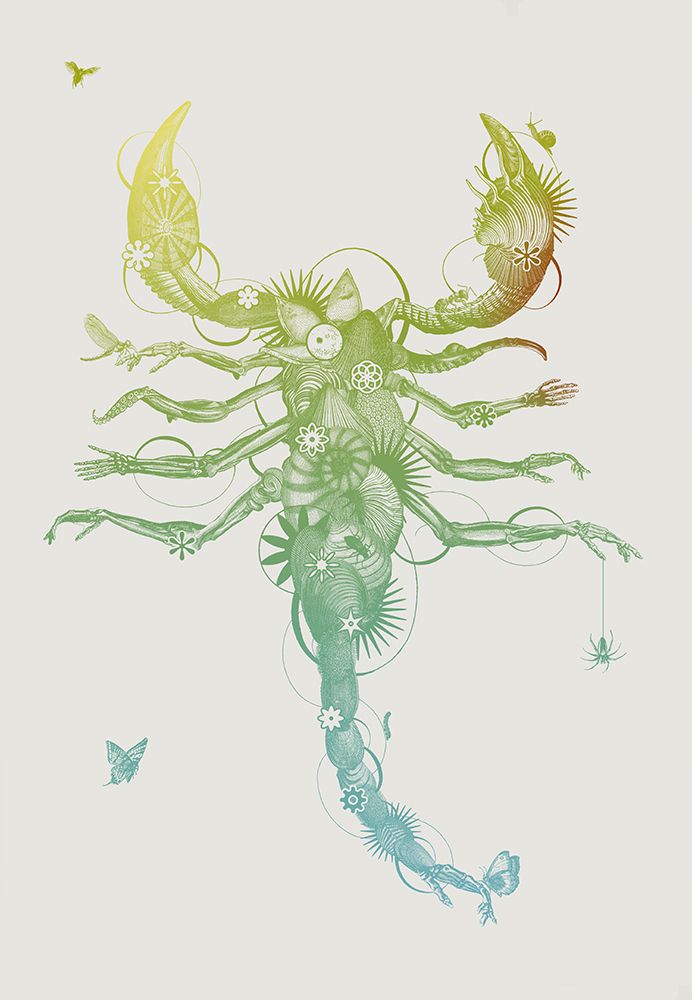 Scorpion art print by Jaco Putker for $57.95 CAD