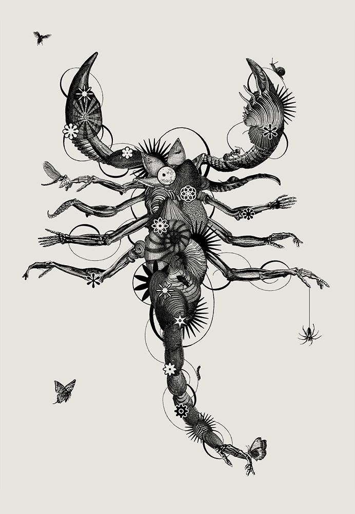 Scorpion art print by Jaco Putker for $57.95 CAD