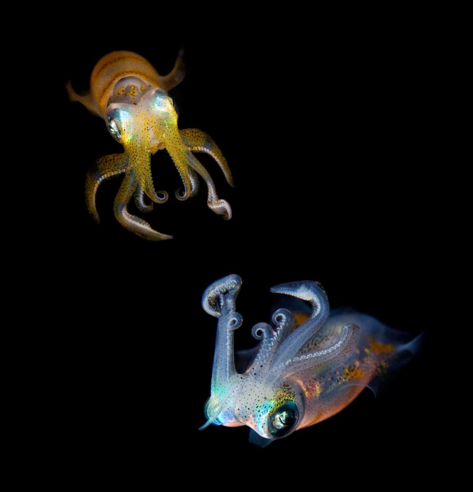 Sea Jewels art print by Andrey Narchuk for $57.95 CAD