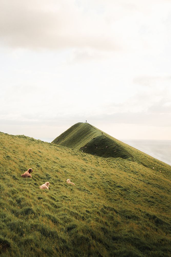 Mountain Grazers art print by Theodor Gerhamn for $57.95 CAD