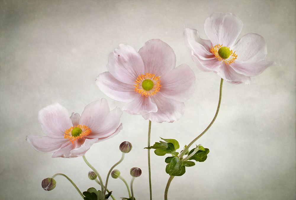 Anemones art print by Mandy Disher for $57.95 CAD
