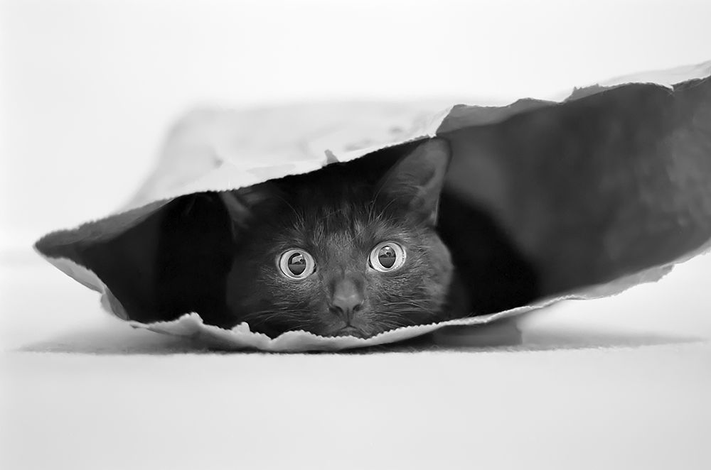 Cat In A Bag art print by Jeremy Holthuysen for $57.95 CAD