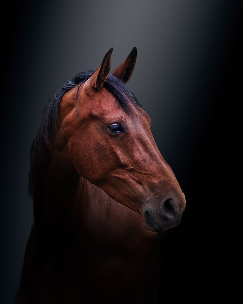 Brown beauty art print by Gert J ter for $57.95 CAD