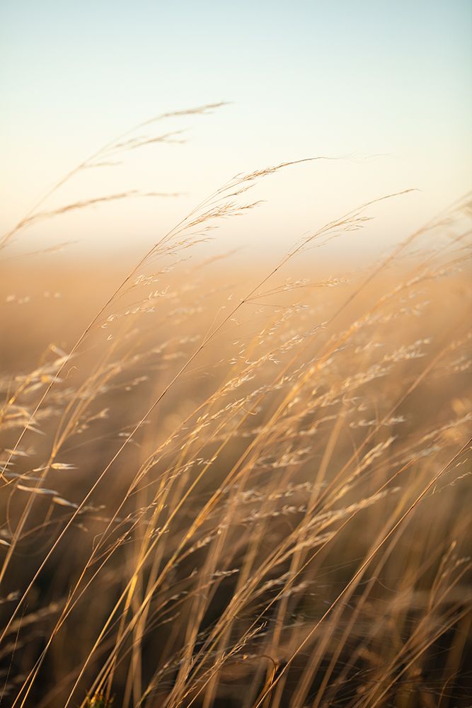 Golden Prairie Grass art print by Javier Pardina for $57.95 CAD