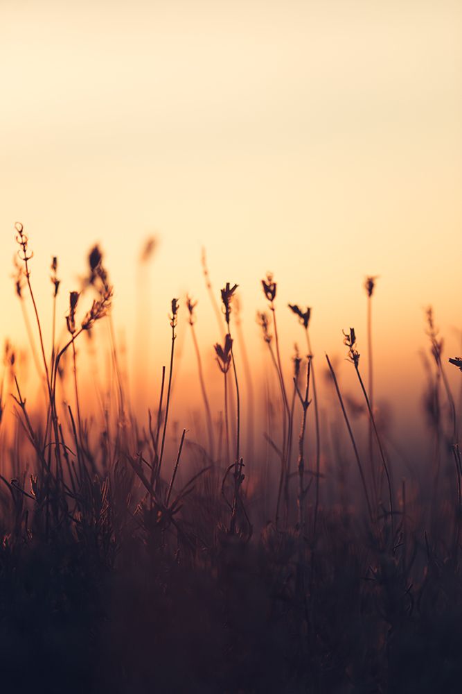 Silhouettes of Wild Grass art print by Javier Pardina for $57.95 CAD