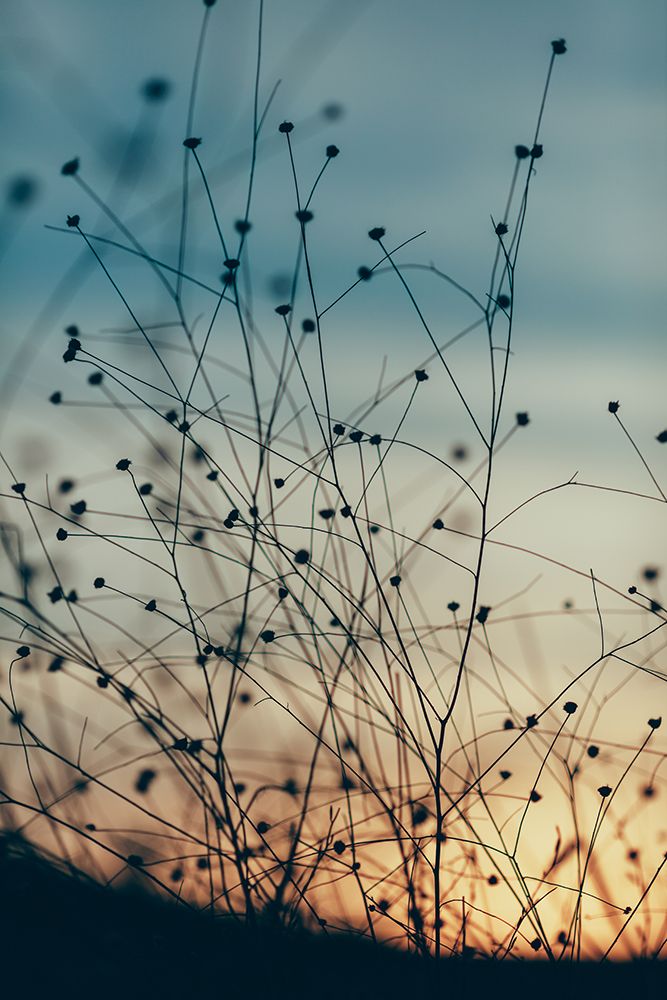 Silhouettes of Wild Grass art print by Javier Pardina for $57.95 CAD