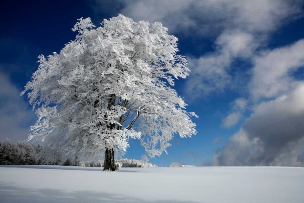 White Windbuche In Black Forest art print by Franz Schumacher for $57.95 CAD