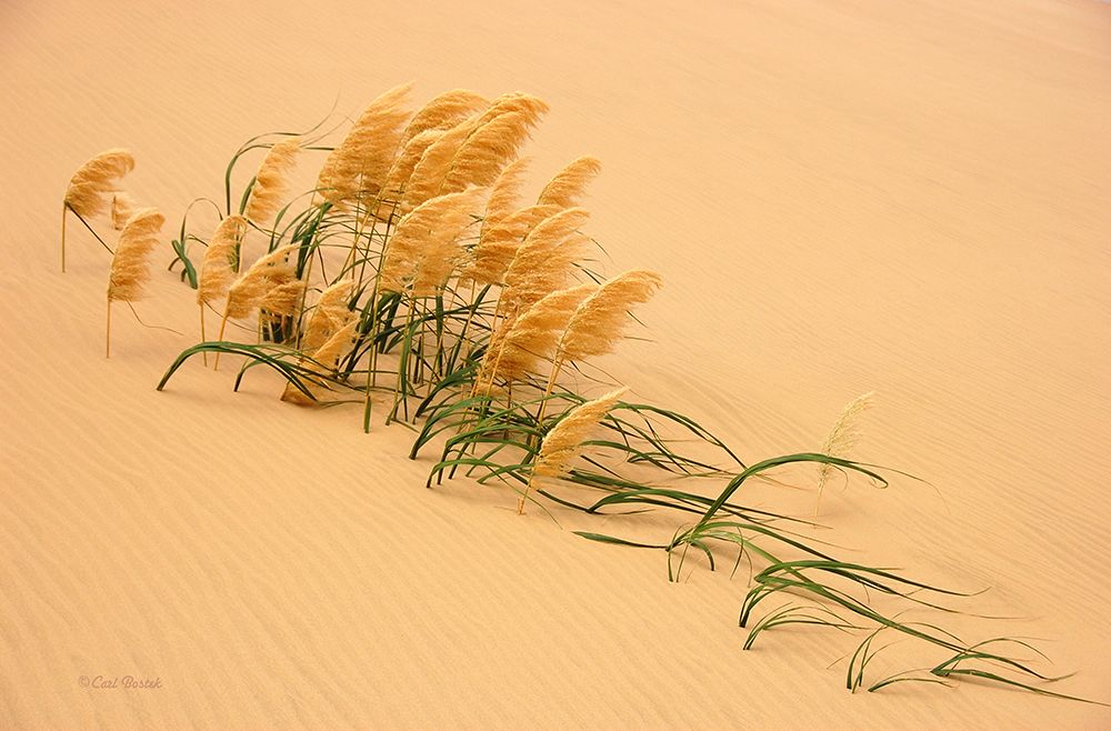 Pampas Grass In Sand Dune art print by Carl Bostek for $57.95 CAD