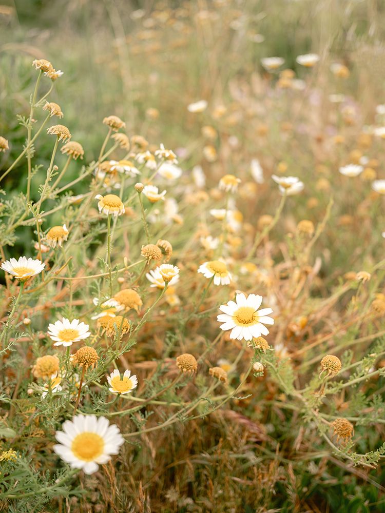 White Daisies And Golden Wildflowers art print by Raisa Zwart for $57.95 CAD
