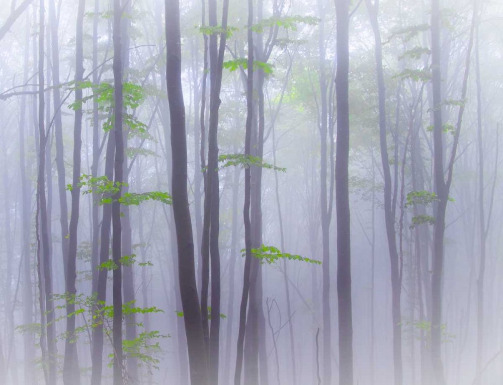 Misty art print by Michel Manzoni for $57.95 CAD