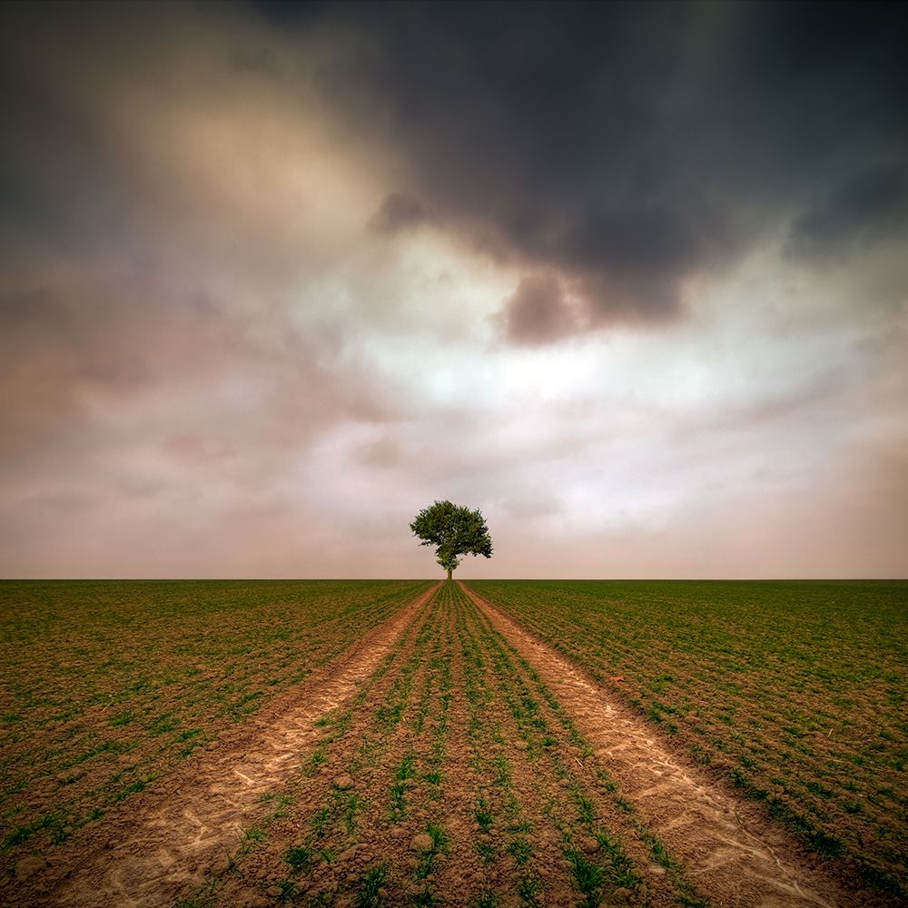 a tree... art print by Piotr Krol for $57.95 CAD