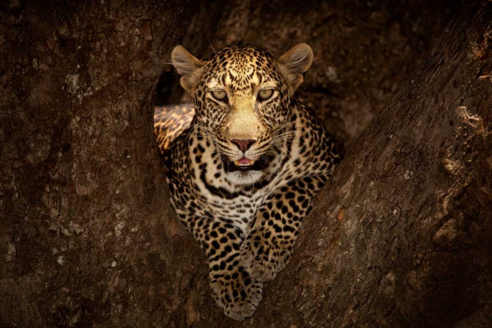 Leopard Resting On A Tree At Masai Mara art print by Ozkan Ozmen Photography for $57.95 CAD