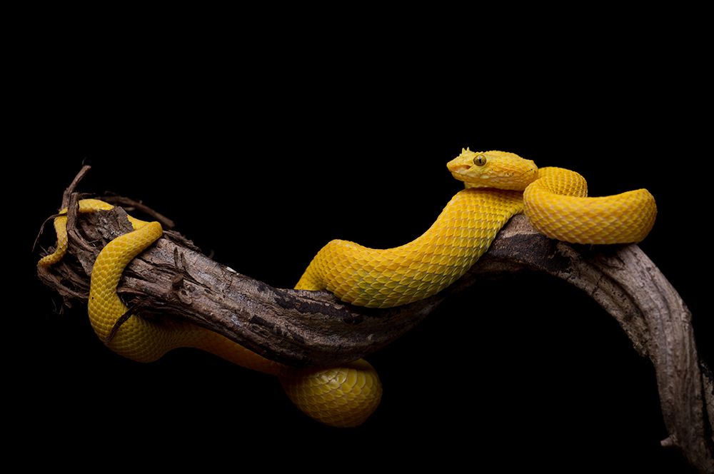 Bothriechis schlegelii - Eyelash Viper art print by Thor Hakonsen for $57.95 CAD