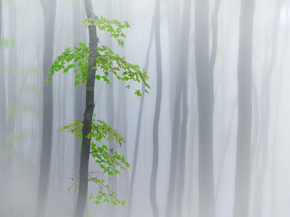 The Fog And Leaves art print by Michel Manzoni for $57.95 CAD