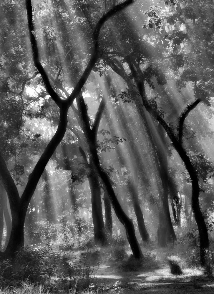 Enchanted Forest ... art print by Yvette Depaepe for $57.95 CAD