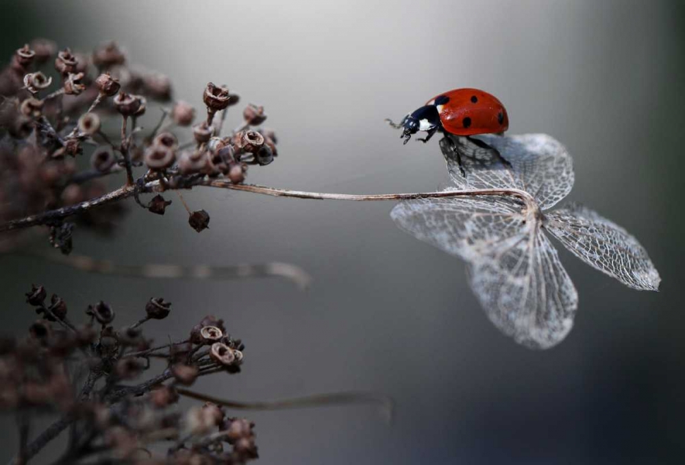Ladybird On Hydrangea. art print by Ellen Van Deelen for $57.95 CAD