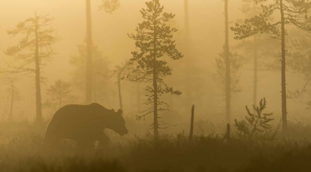 Morning Fog art print by Svein Ove Linde for $57.95 CAD