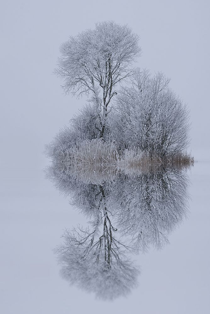Winter Stillness art print by Norbert Maier for $57.95 CAD