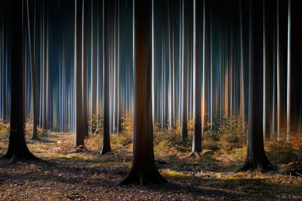 Mystic Wood art print by Carsten Meyerdierks for $57.95 CAD