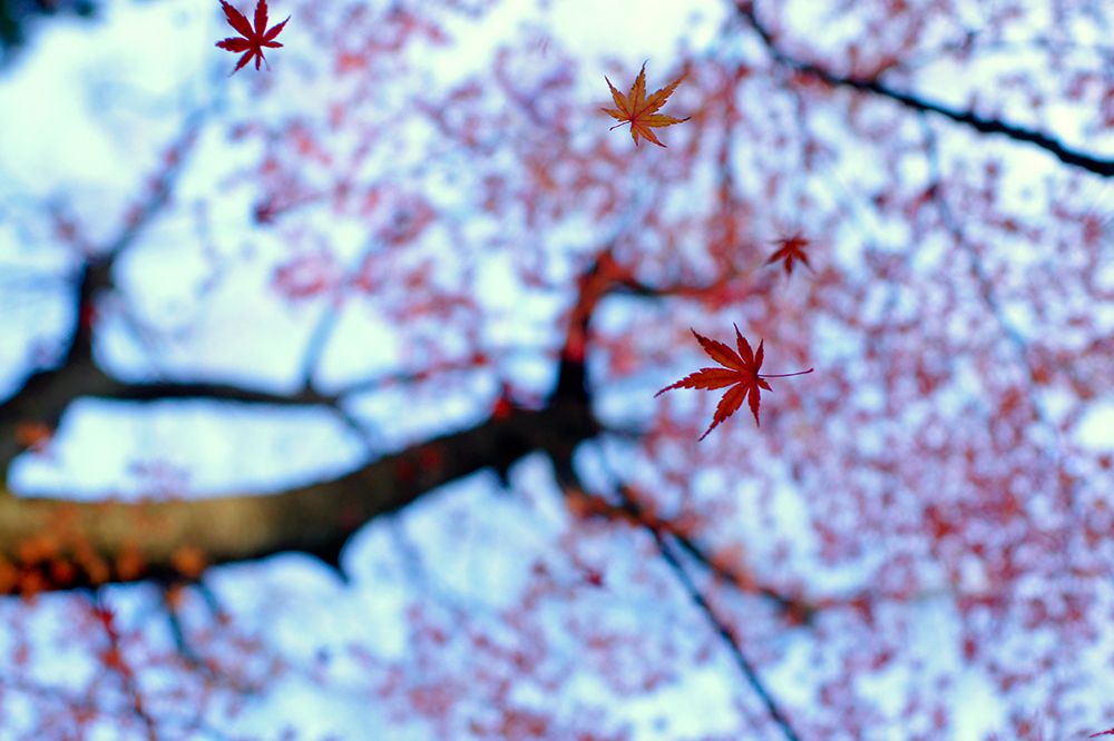 Heirinji art print by Kouji Tomihisa for $57.95 CAD